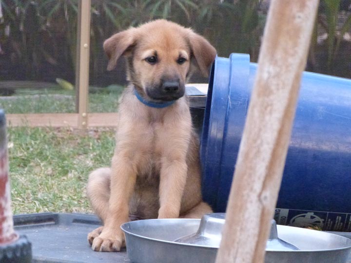 chinook dog